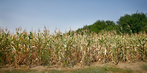 Impact of water deficit stress in maize: Phenology and yield components