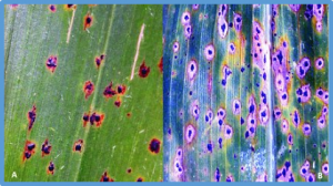 Identification and fine mapping of a major QTL (qRtsc8-1) conferring resistance to maize tar spot complex and validation of production markers in breeding lines