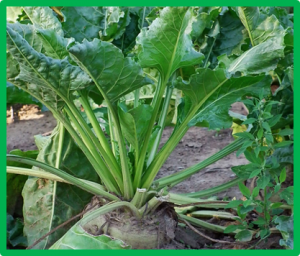 Selection of nuclear genotypes associated with the thermo-sensitivity of Owen-type cytoplasmic male sterility in sugar beet (Beta vulgaris L.)