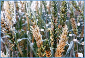 Identification of a novel major QTL from Chinese wheat cultivar Ji5265 for Fusarium head blight resistance in greenhouse