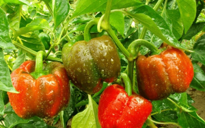 The Unstable Restorer-of-fertility locus in pepper (Capsicum annuum. L) is delimited to a genomic region containing PPR genes