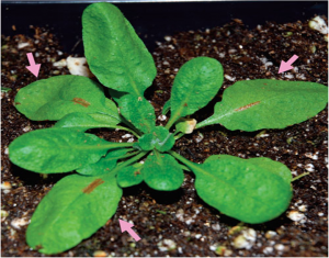The transcription factor MYB37 positively regulates photosynthetic inhibition and oxidative damage in Arabidopsis leaves under salt stress