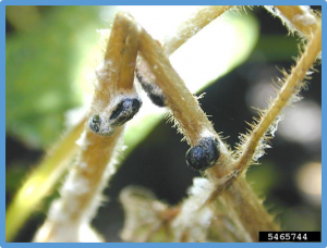 Transcriptome Profiling Reveals Molecular Players in Early Soybean&ndash;Sclerotinia sclerotiorum Interaction
