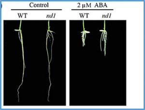 Cellulose synthase-like protein OsCSLD4 plays an important role in the response of rice to salt stress by mediating abscisic acid biosynthesis to regulate osmotic stress tolerance