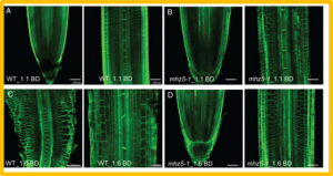 Ethylene inhibits rice root elongation in compacted soil via ABA- and auxin-mediated mechanisms
