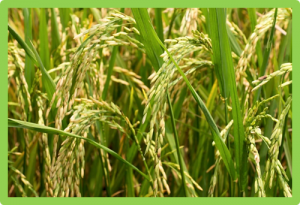 A transcriptional regulator that boosts grain yields and shortens the growth duration of rice
