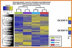 Rice NAC17 transcription factor enhances drought tolerance by modulating lignin accumulation
