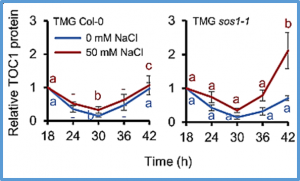 The Na+/H+ antiporter SALT OVERLY SENSITIVE 1 regulates salt compensation of circadian rhythms by stabilizing GIGANTEA in Arabidopsis
