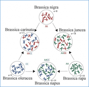 Production and cytology of Brassica autoallohexaploids with two and four copies of two subgenomes