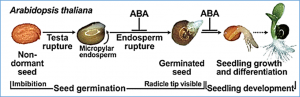 Transgenic poplar trees overexpressing AtGolS2, a stress-responsive galactinol synthase gene derived from Arabidopsis thaliana, improved drought tolerance in a confined field