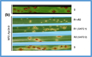 Haplotype variants of Sr46 in Aegilops tauschii, the diploid D genome progenitor of wheat