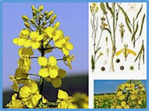 Further insight into decreases in seed glucosinolate content based on QTL mapping and RNA-seq in Brassica napus L