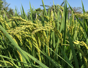 OsHXK3 encodes a hexokinase-like protein that positively regulates grain size in rice