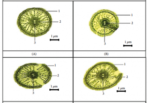 Rice Plants ( Oryza sativa L.) under Cd Stress in Fe Deficiency Conditions