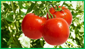 The tomato OST1-VOZ1 module regulates drought-mediated flowering