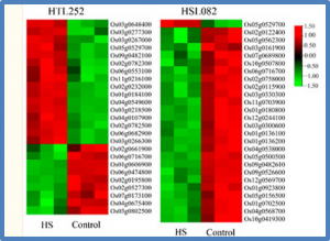 Comparative Analysis of Heat-Tolerant and Heat-Susceptible Rice Highlights the Role of OsNCED1 Gene in Heat Stress Tolerance. 