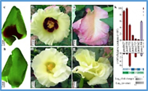 Genetic mapping, transcriptomic sequencing and metabolic profiling indicated a glutathione S-transferase is responsible for the red-spot-petals in Gossypium arboreum