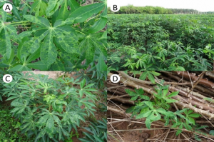 Cassava mosaic disease and its management in Southeast Asia