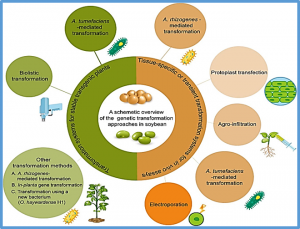 Progress in Soybean Genetic Transformation Over the Last Decade