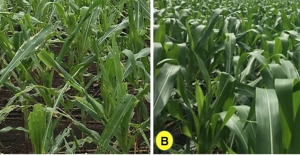 Host plant resistance for fall armyworm management in maize: relevance, status and prospects in Africa and Asia