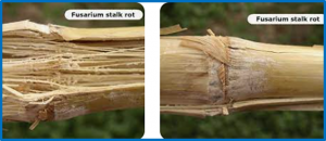 Identification and validation of a key genomic region on chromosome 6 for resistance to Fusarium stalk rot in tropical maize
