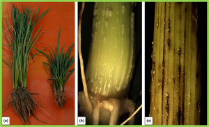Golden 2-like transcription factor contributes to the major QTL against rice black-streaked dwarf virus disease