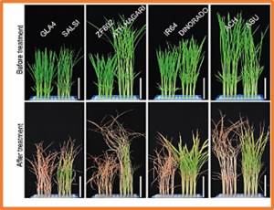 Natural variation of codon repeats in COLD11 endows rice with chilling resilience