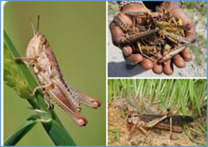 Cytosolic and mitochondrial ribosomal proteins mediate the locust phase transition via divergence of translational profiles