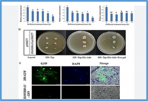 R2R3 MYB transcription factor SbMYBHv33 negatively regulates sorghum biomass accumulation and salt tolerance