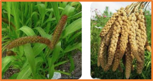 Identification and haplotype analysis of SiCHLI: a gene for yellow&ndash;green seedling as morphological marker to accelerate foxtail millet (Setaria italica) hybrid breeding