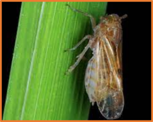 Functional Bph14 from Rathu Heenati promotes resistance to BPH at the early seedling stage of rice (Oryza sativa L.) as revealed by QTL-seq