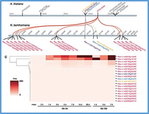 Genome Sequence and Analysis of Nicotiana benthamiana, the Model Plant for Interactions between Organisms 