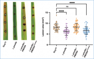 Characterization of a unique polysaccharide monooxygenase from the plant pathogen Magnaporthe oryzae
