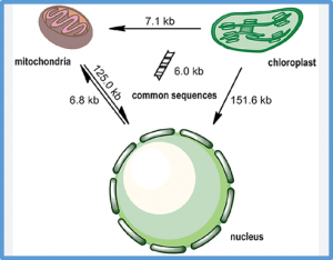 Polymorphism analysis of the chloroplast and mitochondrial genomes in soybean
