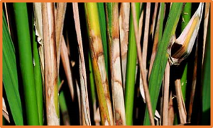 Suppression of Rice Osa-miR444.2 Improves the Resistance to Sheath Blight in Rice Mediating through the Phytohormone Pathway.
