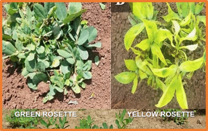 Genome-wide association studies reveal novel loci for resistance to groundnut rosette disease in the African core groundnut collection
