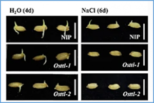 Identification of a key locus, qNL3.1, associated with seed germination under salt stress via a genome-wide association study in rice