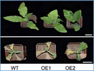 Genome-Wide Characterization of the PIFs Family in Sweet Potato and Functional Identification of IbPIF3.1 under Drought and Fusarium Wilt Stresses
