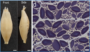 FLOURY ENDOSPERM 6 mutations enhance the sugary phenotype caused by the loss of ISOAMYLASE1 in barley