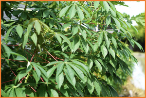 Utilizing evolutionary conservation to detect deleterious mutations and improve genomic prediction in cassava