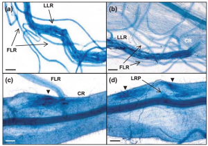 OsUGE1 is directly targeted by OsGRF6 to regulate root hair length in rice
