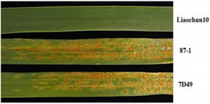 Mapping and characterization of the recessive leaf rust resistance gene Lr83 on wheat chromosome arm 1DS