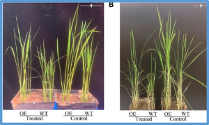 Integrated ATAC-Seq and RNA-Seq Data Analysis to Reveal OsbZIP14 Function in Rice in Response to Heat Stress