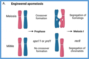 Engineering apomixis in crops