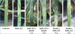 A unique resistance mechanism is associated with RBgh2 barley powdery mildew adult plant resistance