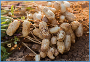 Simultaneously mapping loci related to two plant architecture traits by phenotypic recombination BSA/BSR in peanut (Arachis hypogaea L.)