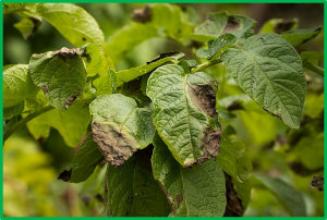 Small G Protein StRab5b positively regulates potato resistance to Phytophthora infestans