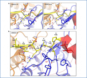 Structure&ndash;function study of a Ca2+-independent metacaspase involved in lateral root emergence