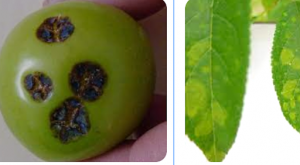 Bacterial Leaf Spot of Plum Caused by Sphingomonas spermidinifaciens in Guangxi, China 