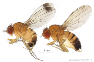 CRISPR/Cas9-based split homing gene drive targeting doublesex for population suppression of the global fruit pest Drosophila suzukii